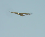 Short-toed Eagle